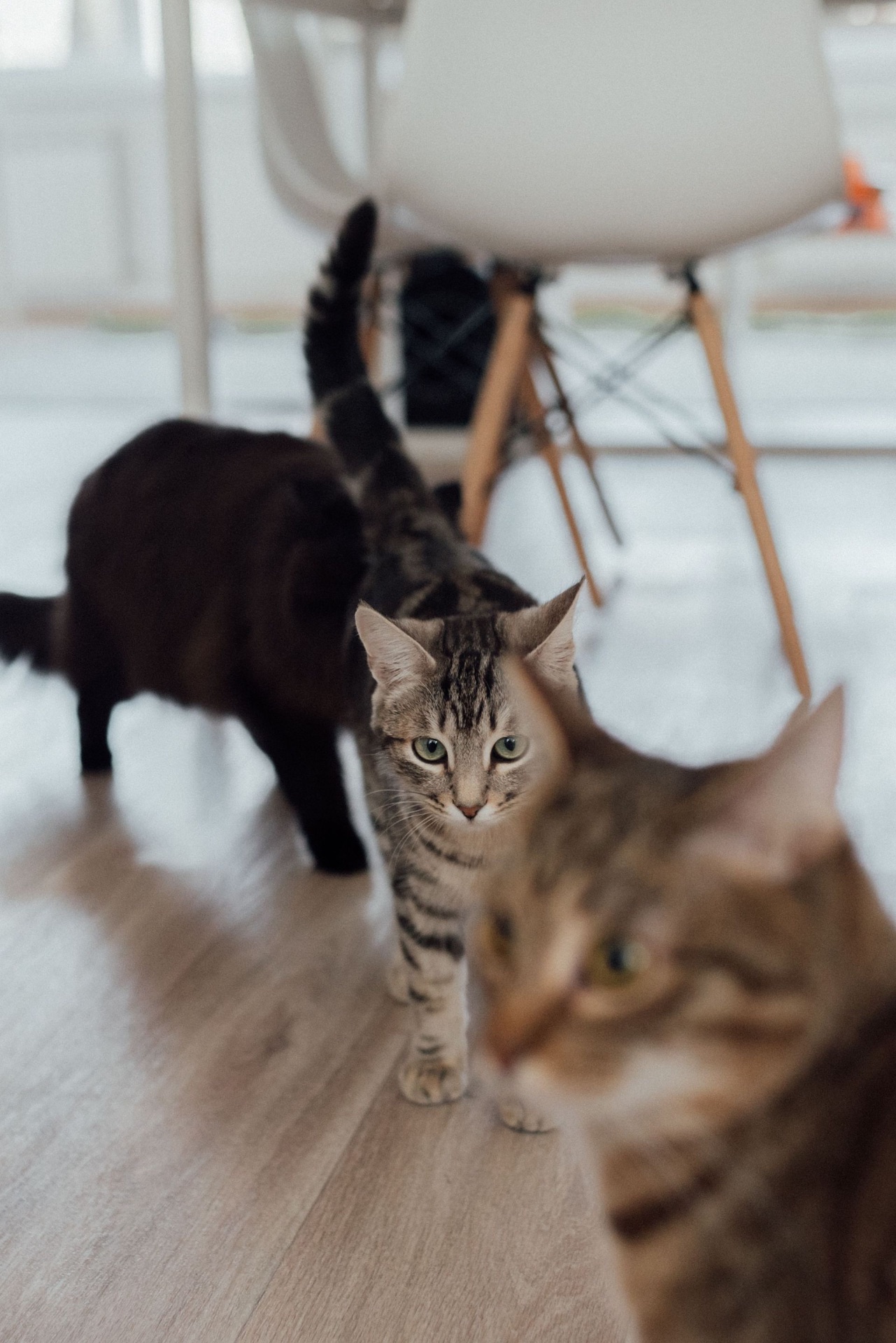 Two tabby cats at home
