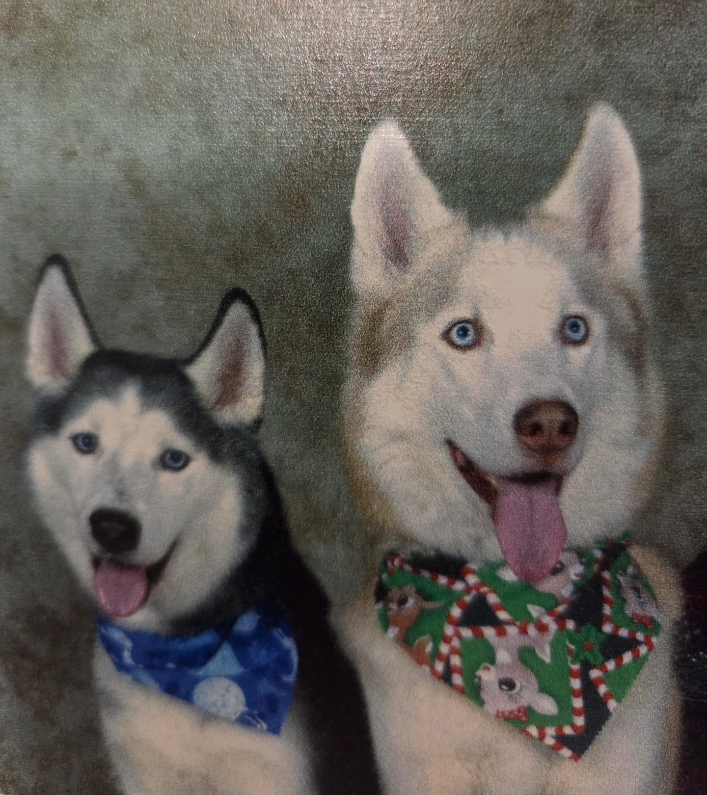 Two Siberian Huskies