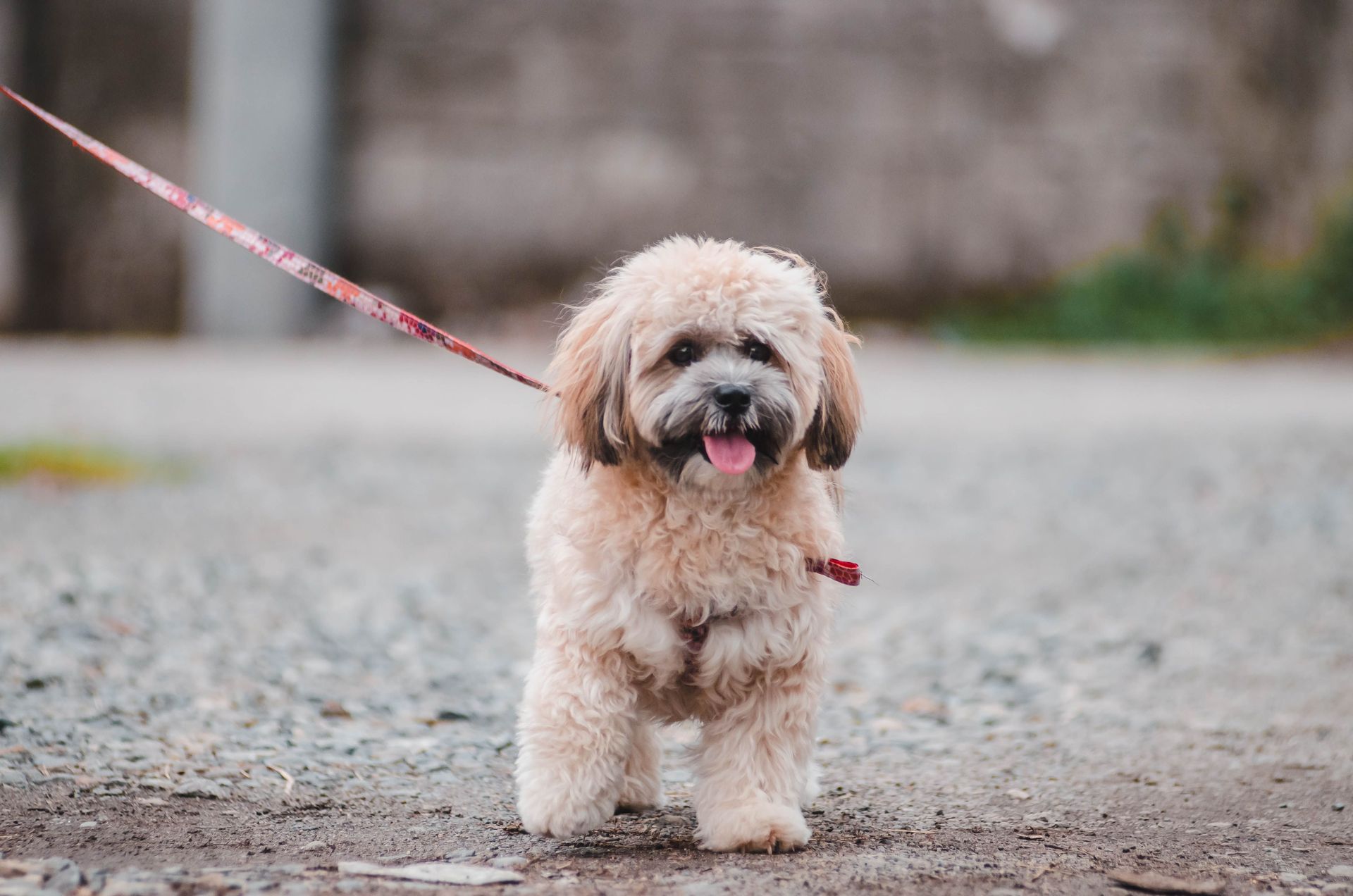 Pet Outings