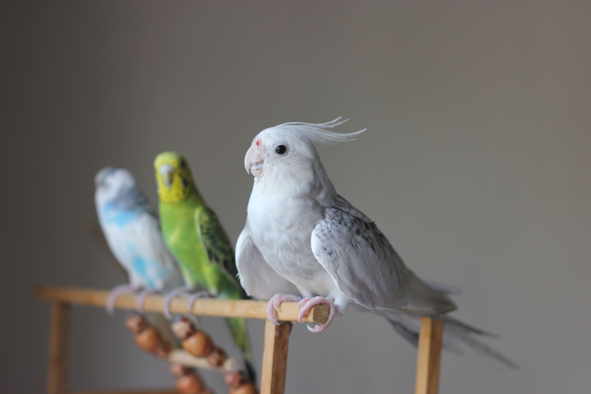 Bird and rabbit pets